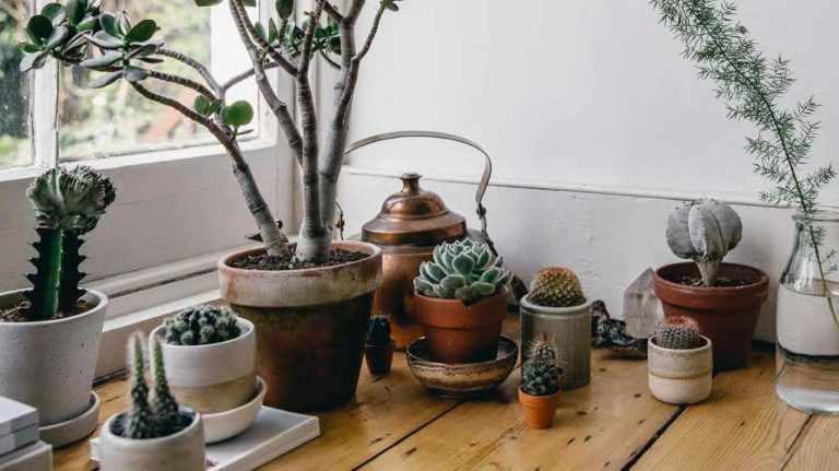 How to Care for Succulents (And Not Kill Them): 9 Plant Care Tips |  Architectural Digest